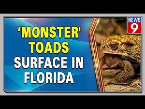 Poisonous toads start breeding in Florida