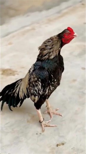 Aseel Murga Ki Awaz Compilation Aseel Rooster's Crowing Sound Effect