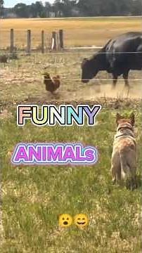 Funny Animal Moments That Will Make You Laugh! Funniest Animals #shorts