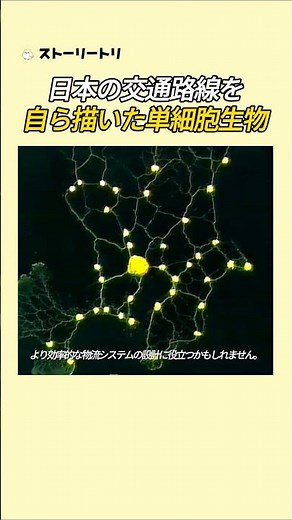 日本の交通路線を自ら描いた単細胞生物