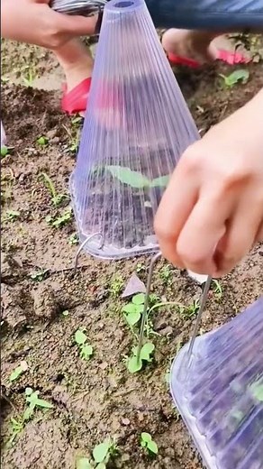 Protection process of seedlings with reusable plastic covers