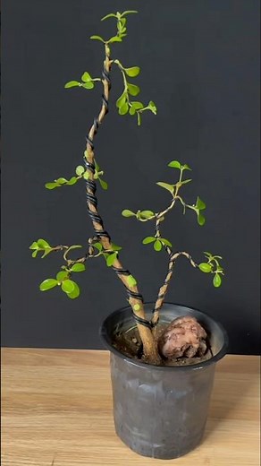 The basic shape of boxwood bonsai material is finalized. #bonsaiMaking #Gardening #bonsai