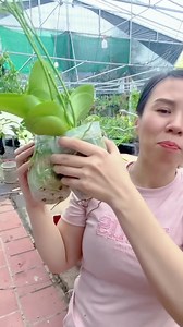 227K views · 2.7K reactions | HỒ ĐIỆP VIP Pro . siêu bền - trắng tinh khiết - nhưng lại có ít thôi | Em Hằng Hà Ninh Bình | Facebook