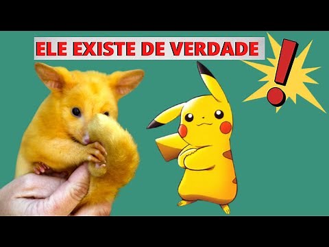 O VERDADEIRO PIKACHU DO REINO ANIMAL! ELE É IGUAL O PERSONAGEM POKÉMON! VEJA ESSE MAMÍFERO DIFERENTE