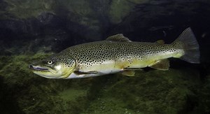 Fishing on the River Wylye | Wiltshire Wildlife Trust