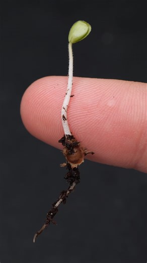 23K views · 637 reactions | Slippery elm is NOT endangered! ❌ You’ll...