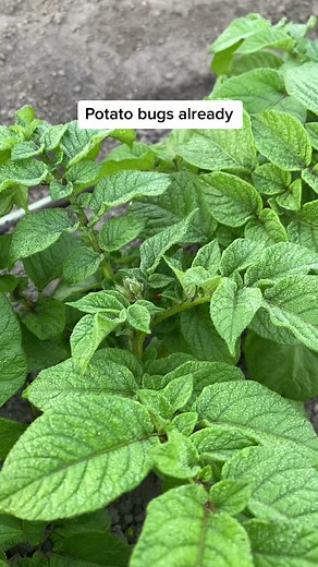 Checking potatoes and finding potato bugs already #farmlife #farmstead #growwhatyoueat #gardening #springtime #garden #gardentok #potato #taters