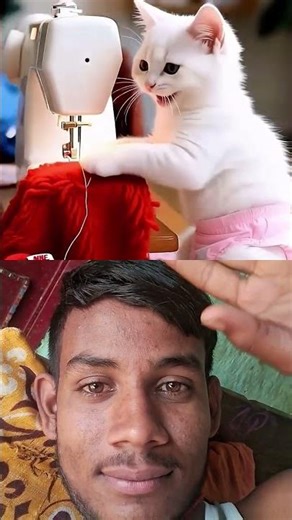 Kamodi video cartoon cat​​ #cattales​​ #catfunny​​ #animation​​