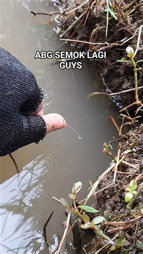 SEMOK LAGI GUYS‪@belutLiar88‬#mancing #mancingbelut #mancingmania