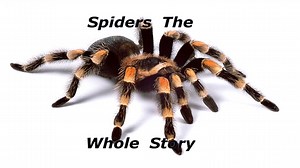 Spiders The Whole Story
