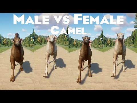 Male VS Female Camel Animals Races in Planet Zoo included Bactrian Camel and Dromedary Camel