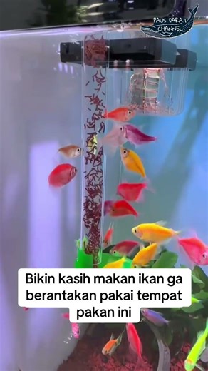 Tempat pakan ikan #ikan #ikanhias #fish #aquascape #aquarium #fyp #funny #pets #pet #animals #water