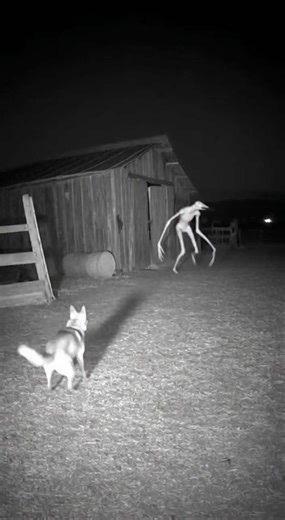 TOO CLOSE! Slender Cryptid Attacks Farm Dog on Camera 🤯 (Unbelievable Night Vision)