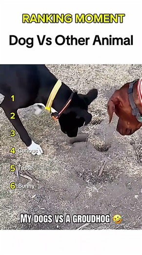 Dogs being idiots part 11: Dog vs animal 🤣 #funnydog #funnypet #cutedog #dogshorts