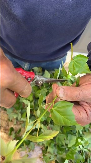 Clip & Grow Method: How to Cut Buds #bonsai #bonsaitree #gardening #tips #shorts