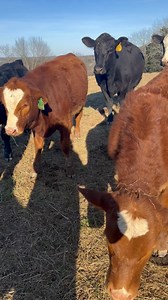 Poor Betty!! Merida is fascinated by her!! We were there about an hour and she never stopped! Merida is such a sweet girl!! Sometimes you have to stop, slow down, to see these cute personalities!! Enjoy your Sunday!! | Running Springs QH & Cattle Co