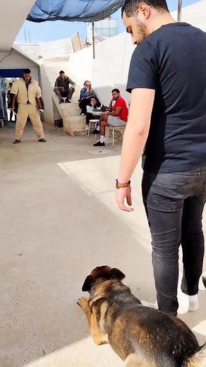 💪💪💪💪🚀🚀🚀🚀#doglover #dogsofttiktok #trainingdogs #clubdedressagecaninsousse #lovedogsforever