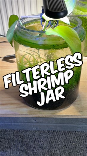 8.1K views · 116 reactions | A Quick Update On My Filterless Planted...