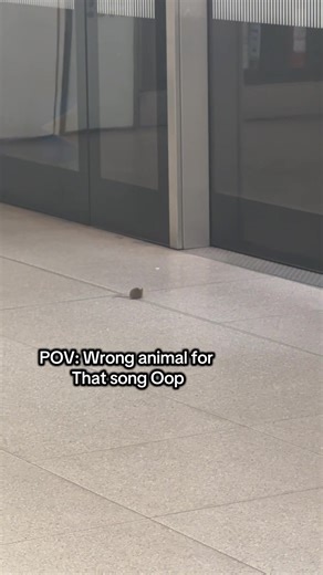 Spiders Are Animals: Understanding These Creatures