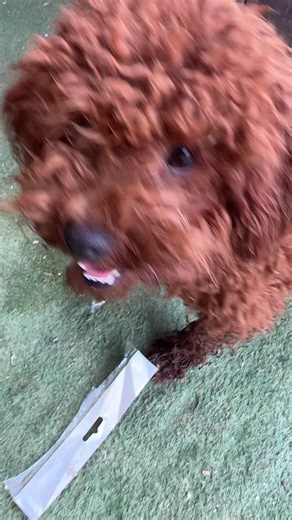 dogs_in_israel ב-TikTok