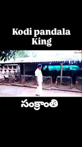 8.4K views · 2.2K reactions | Kodi pandala kingnGP sir #MR #LOKESH #FARM | Mr.lokeshfarm | Facebook