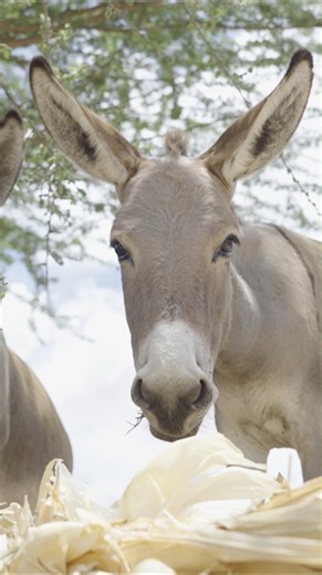 Today is a day that we love here at Brooke...#WorldDonkeyDay! 🫏 Perhaps one of the most characteristic features of donkeys are their large ears. Did you know that having big ears is something that was adapted when ancestors of the modern donkey were living in the desert? Unlike horses that live in herds and stick together for safety, the donkeys had to spread out in order to find food as plant growth is sparse in the desert. Over time the donkeys adapted to have a pair of large ears which were 