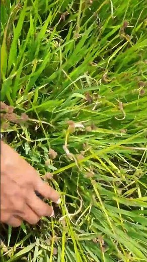🌿🌾empezer herbicide | propanil 80% df | upl empezer | upl empezer herbicide
