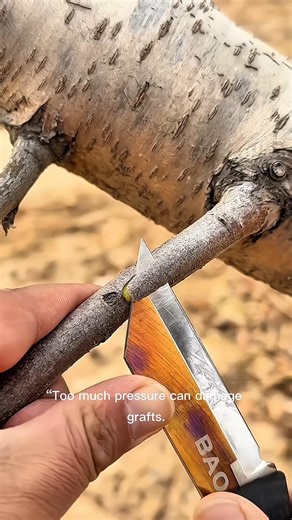 Pro Grafting Method 🌿 | Boost Fruit Tree Growth FAST #Shorts