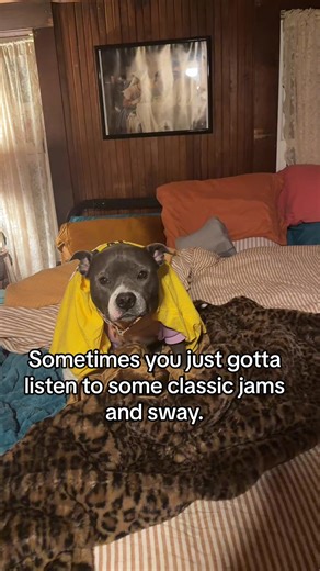 Tonight I learned something new about Gertie and her feelings about jazz fusion/yacht rock. #pitbull #pitbullsoftiktok #steelydan #funnydog #dogsoftiktok