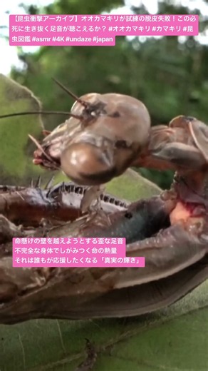 【昆虫衝撃アーカイブ】オオカマキリが試練の脱皮失敗！この必死に生き抜く足音が聴こえるか？ #オオカマキリ #カマキリ #昆虫図鑑 #asmr #4K #undaze #japan #insects