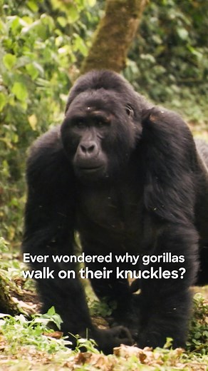 Forget the catwalk. Meet the knuckle-walk. 🦍 Models have runways. Gorillas? Forest floors. Their signature strut : on knuckles, not palms, keeps them balanced, powerful, and graceful. Knuckle-walking isn’t clumsy, it’s clever. It locks the wrist, shields delicate fingers, and helps carry their massive upper bodies with ease, a design perfected by apes long before humans obsessed over form and function.​ ​ This #WorldGorillaDay, let’s celebrate the strength, smarts, and unique stride of these ge