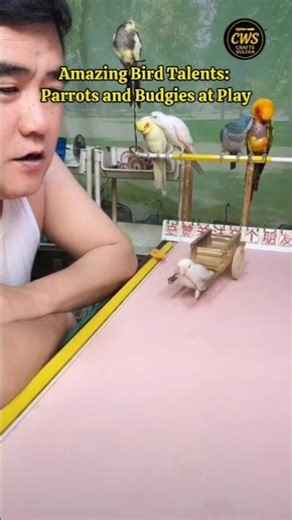 Genius Birds! 🦜 Amazing Parrots and Budgies Showing Off Their Skills! | #birds #parrot #shorts