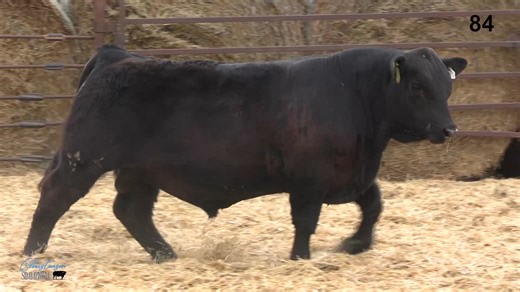 Lot 84: Christensen Simmentals - 54th Annual Simmental Bull Sale Online Only