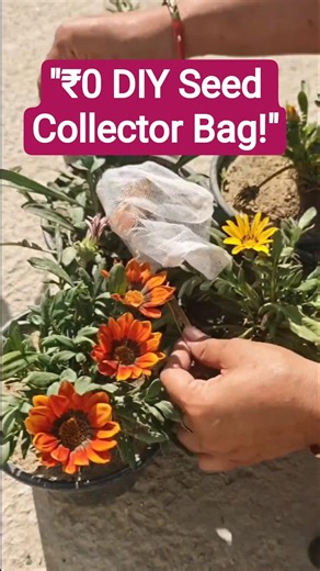 Smart Way to Save Flower Seeds! 💡#diy #wastetobest #shorts #youtubeshorts