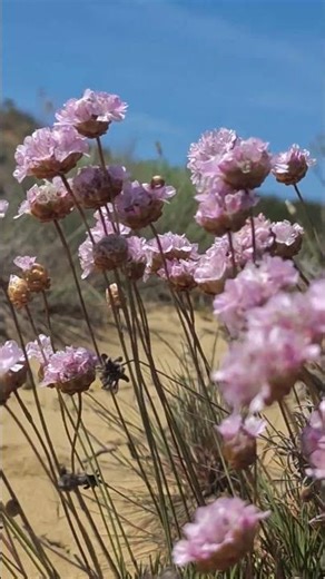 #armeria #algarve #plants