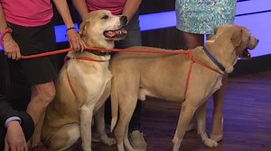 Father-son dog duo, Bob and Dylan, up for adoption in Maury County