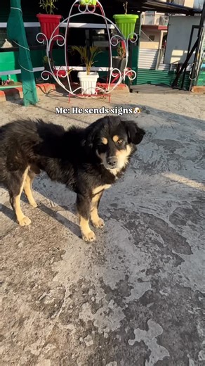 Mrinmoyee | Traveller on Instagram: "Always by my side🧿 [mountains, mountain dogs, Pahad, solo, solo travel, female solo traveller, travel stories, travelling, travel tales] #explore #fyp #travelling #viral #kalbhairav"