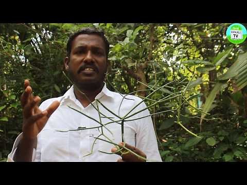 வீட்டு வாசல்முன் இருக்கும் கொடி கள்ளி இவ்வளவு சக்தி இருக்கா? மூலிகை தோட்டம் | Kodi Kalli