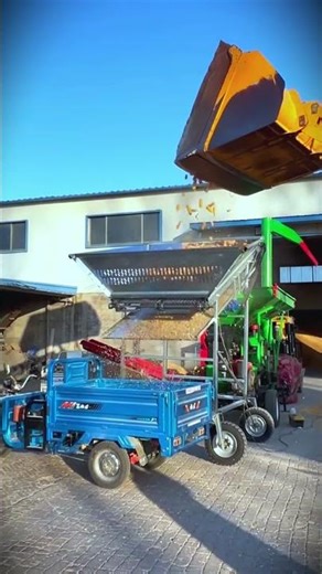 Corn threshing and processing process with sophisticated machines #shorts