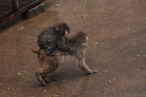 Baby monkey Punch has found a new troop and is no longer alone, zoo says