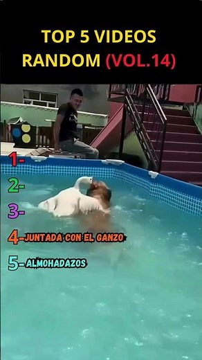 Esto NO Debería Dar Tanta Risa 😂🐶 | TOP 5 RANDOM VOL. 14