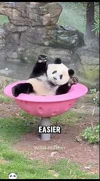Pandas are the Cutest 🐼