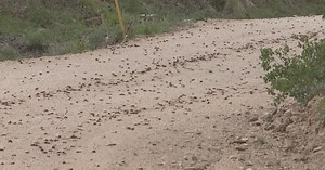 Mormon Crickets march through the Owyhee rangeland