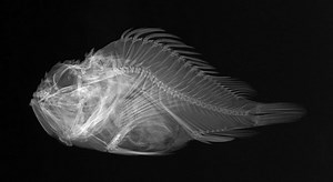 X-Ray of a scorpion fish