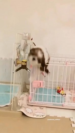 FREE PUPPIES ALERT!We've got a whole crew of adorable fur babies looking for their forever homes! These cuties were strays we took in, and now they need a loving family to give them the life they deserve. Plus, their momma dog is looking for a new home too!If you're ready to add some joy and snuggles to your life, message us! Let's find these little furballs their purrfect forever homes! | Shih Tzu Snuggle | Facebook