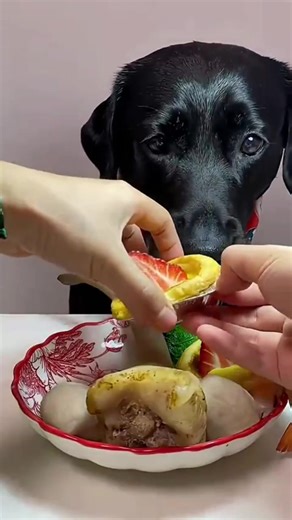 Hungry Black Dog Eats Plate of Eggs & Meat 🥚🍖🐾 Must Watch #asmr #shorts #dogeatingfood #mukbang | Eating Dogs