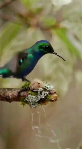 Hummingbird building a Nest for his family | Timelapse Nature Video #shorts