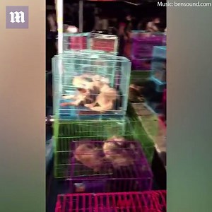 Thousands of dogs are butchered every year and officials refuse to act - Warning: Graphic Content | Daily Mail Video