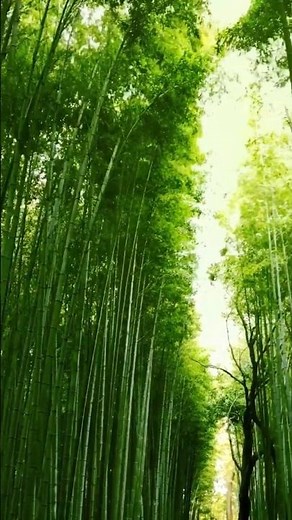 Bamboo: Why It's Earth's Coolest Plant