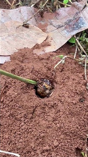 Reaction - Bullet ants attack 3 crickets in a deep hole